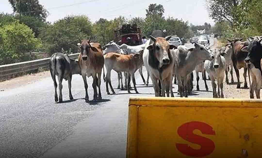 Safe Highways for All: NHAI’s Cattle Shelters Revolutionize Road Safety and Animal Welfare